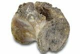 Triassic Fossil Phytosaur Caudal Vertebra - Texas #315721-1